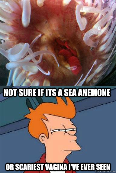 Not sure if its a sea anemone Or scariest vagina i've ever seen  VAGINAS
