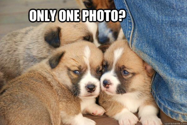 Only one photo?   Corgi Puppies
