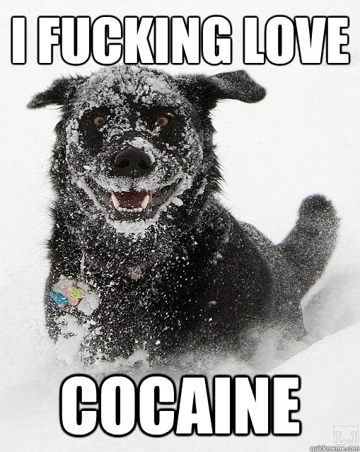 I fucking love Cocaine - I fucking love Cocaine  Cocaine dog
