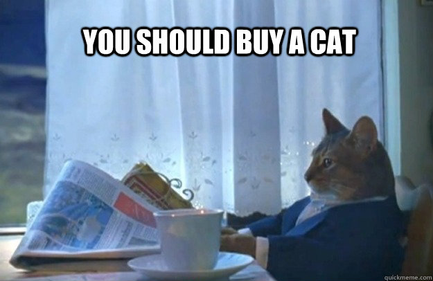 you should buy a cat  Sophisticated Cat