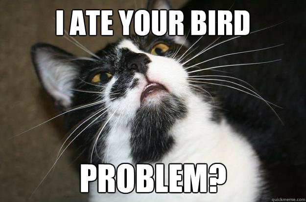I ate your bird Problem? - I ate your bird Problem?  Cat meme