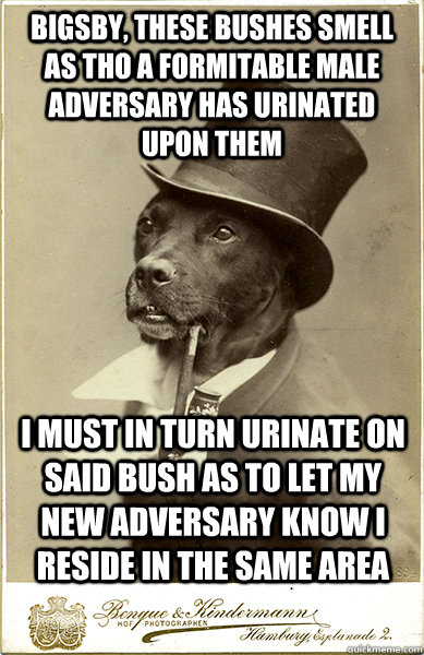 bigsby, these bushes smell as tho a formitable male adversary has urinated upon them I must in turn urinate on said bush as to let my new adversary know I reside in the same area  Old Money Dog