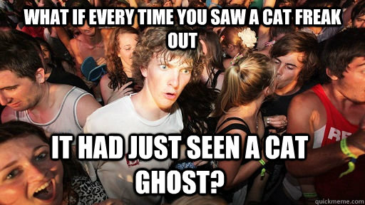 What if every time you saw a cat freak out it had just seen a cat ghost?   Sudden Clarity Clarence