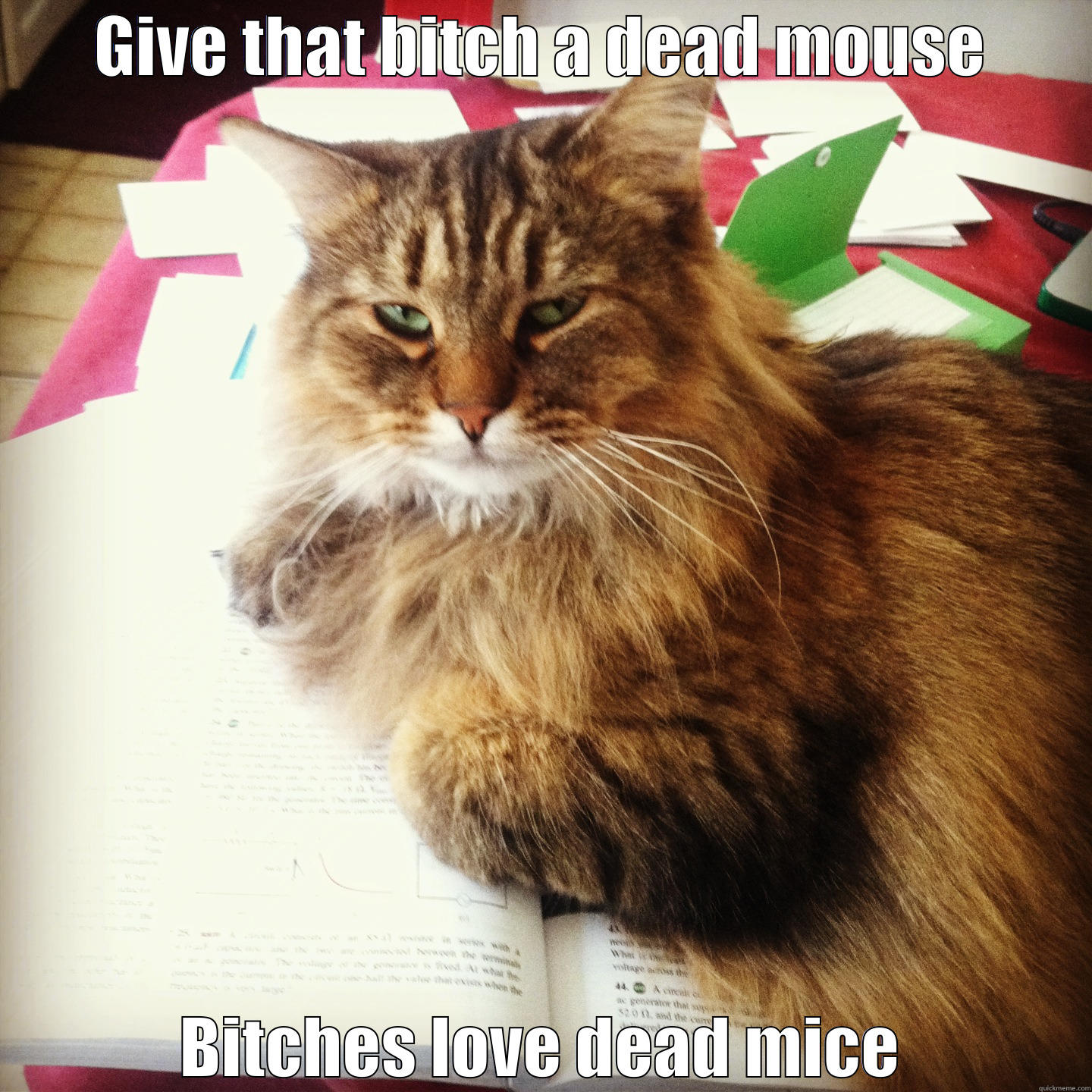 GIVE THAT BITCH A DEAD MOUSE BITCHES LOVE DEAD MICE Misc