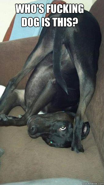 Who's fucking 
dog is this? - Who's fucking 
dog is this?  Misc