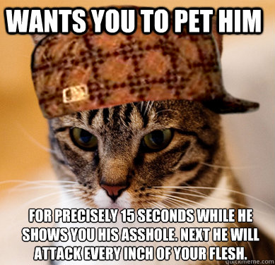 Wants you to pet him for precisely 15 seconds while he shows you his asshole. Next he will attack every inch of your flesh.  Scumbag Cat
