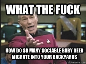 What the fuck How do so many sociable baby deer migrate into your backyards  Annoyed Picard