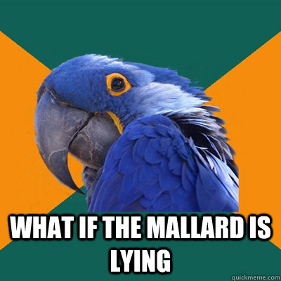  What if the mallard is lying  Paranoid Parrot