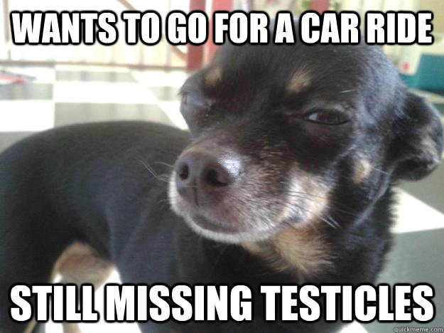 wants to go for a car ride still missing testicles   