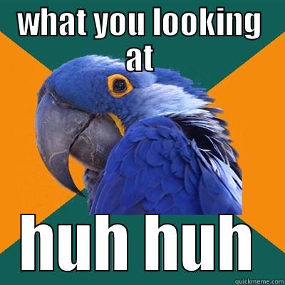 WHAT YOU LOOKING AT HUH HUH Paranoid Parrot
