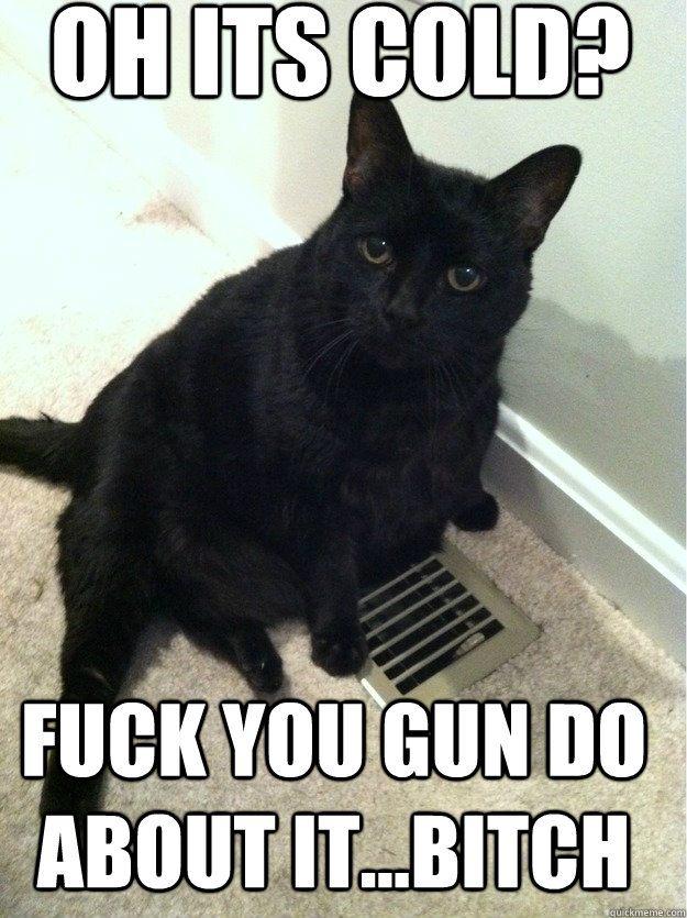 OH Its cold? Fuck you gun do about it...bitch  Intimidating cat