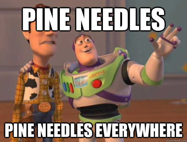 Pine needles Pine needles everywhere  Buzz Lightyear