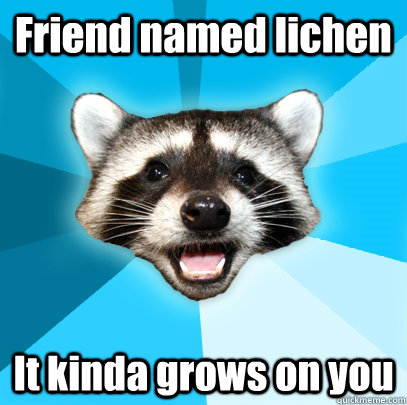 Friend named lichen It kinda grows on you - Friend named lichen It kinda grows on you  Lame Pun Coon