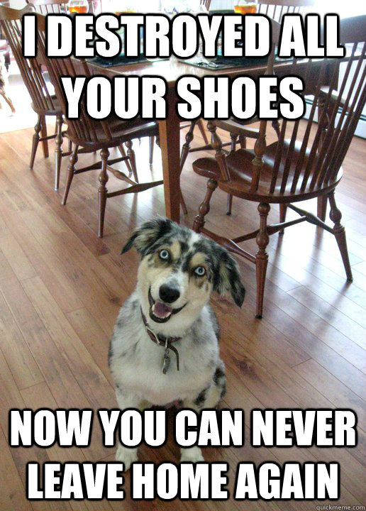 I destroyed all your shoes now you can never leave home again  Overly Attached Dog