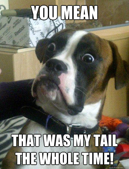 You mean THat was my tail the whole time!  Baffled boxer