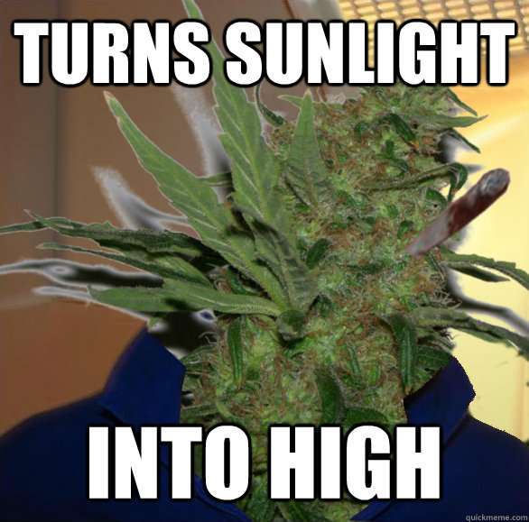 Turns sunlight into high - Turns sunlight into high  Misc