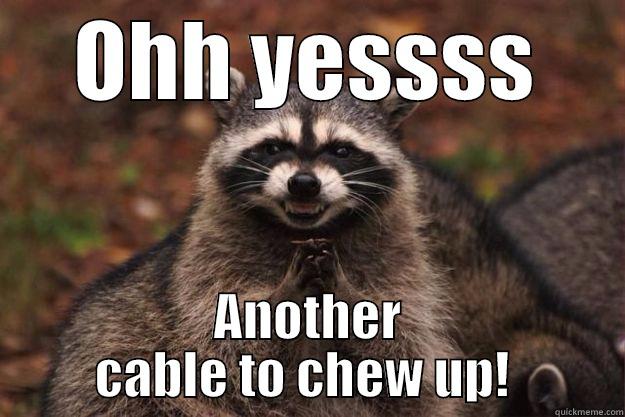 OHH YESSSS ANOTHER CABLE TO CHEW UP!  Evil Plotting Raccoon