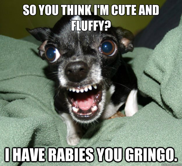 So you think I'm cute and fluffy? I have rabies you gringo.   Chihuahua Logic
