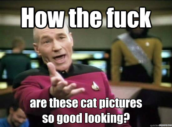 How the fuck are these cat pictures
so good looking?  Annoyed Picard HD