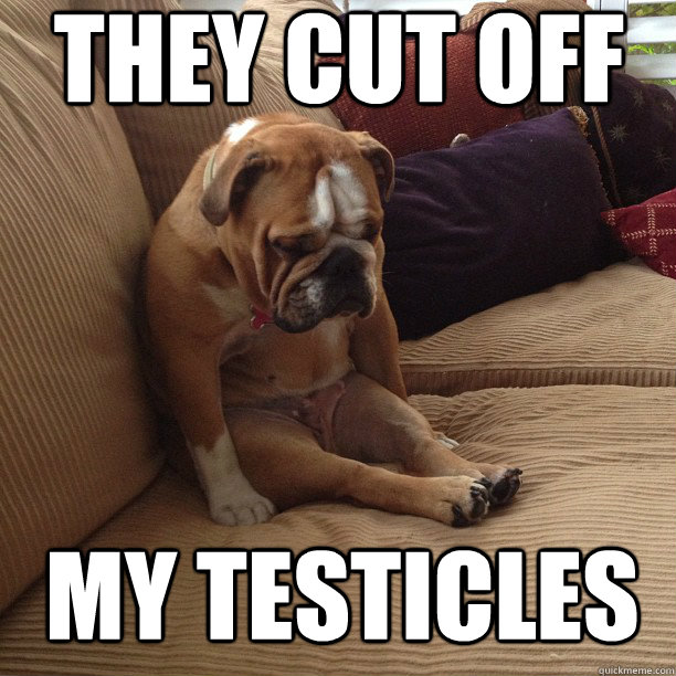 they cut off my testicles  Mournful Mutt