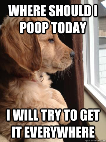 Where should i poop today i will try to get it everywhere - Where should i poop today i will try to get it everywhere  the dog that wondered