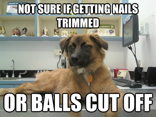 Not sure if getting nails trimmed or balls cut off - Not sure if getting nails trimmed or balls cut off  Suspicious Dog