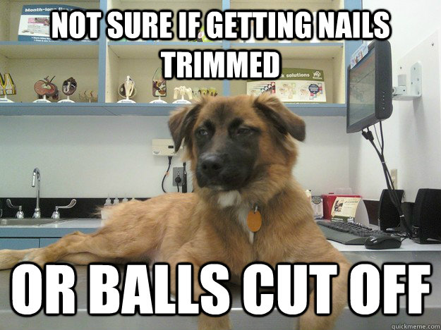 Not sure if getting nails trimmed or balls cut off  