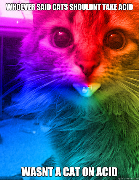 whoever said cats shouldnt take acid wasnt a cat on acid - whoever said cats shouldnt take acid wasnt a cat on acid  LSD Cat