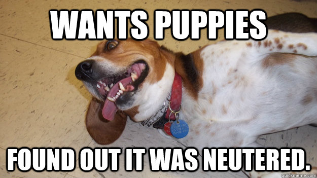 Wants puppies Found out it was neutered. - Wants puppies Found out it was neutered.  Shocked Dog