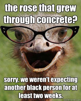 the rose that grew through concrete?  sorry. we weren't expecting another black person for at least two weeks.  Judgmental Bookseller Ostrich