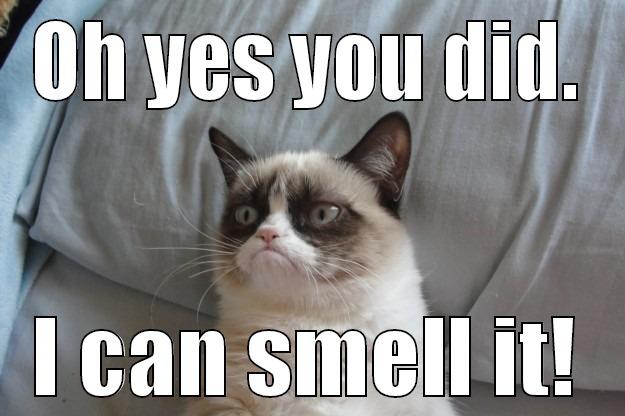 Grumpy cat's got wind of something.. - OH YES YOU DID. I CAN SMELL IT! Grumpy Cat