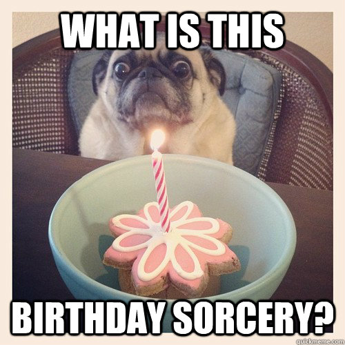 What is this Birthday sorcery? - What is this Birthday sorcery?  Birthday Pug