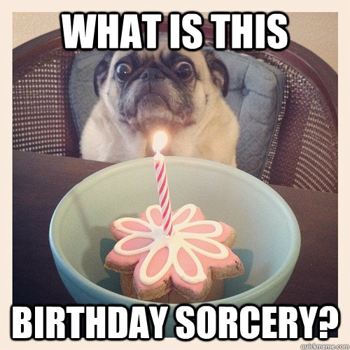 What is this Birthday sorcery?  Birthday Pug
