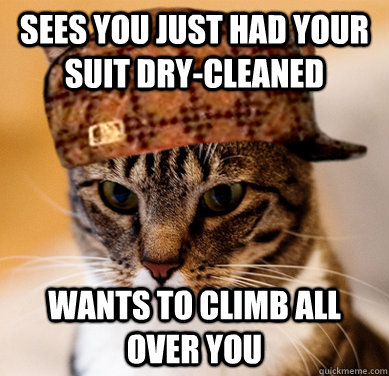 Sees you just had your suit dry-cleaned wants to climb all over you  Scumbag Cat