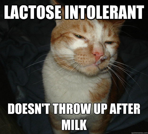 Lactose intolerant doesn't throw up after milk - Lactose intolerant doesn't throw up after milk  Cool Cat Craig