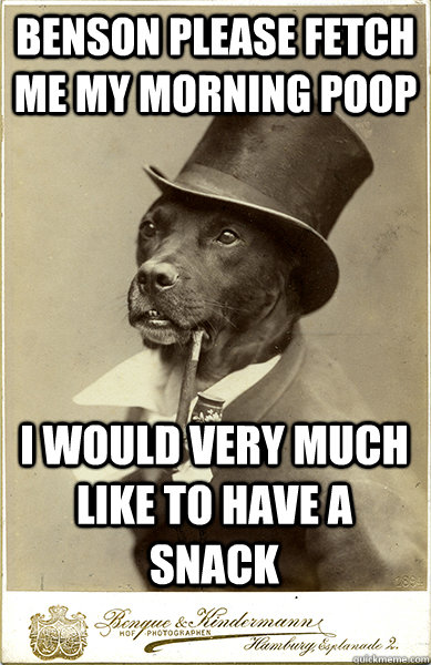 benson please fetch me my morning poop i would very much like to have a snack - benson please fetch me my morning poop i would very much like to have a snack  Old Money Dog