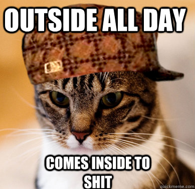 Outside all day Comes inside to shit - Outside all day Comes inside to shit  Scumbag Cat