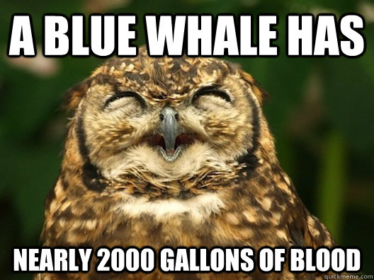 A blue whale has nearly 2000 gallons of blood  