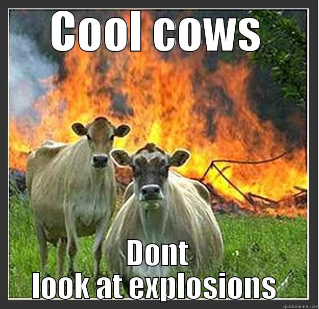 Cool cows - COOL COWS DONT LOOK AT EXPLOSIONS  Evil cows