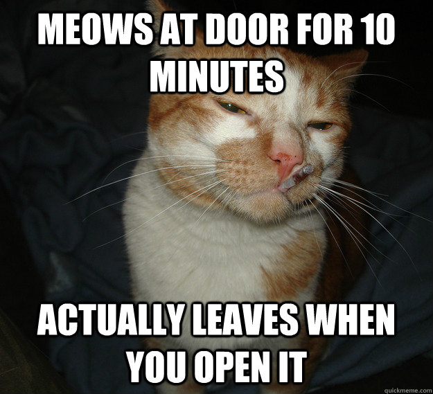 Meows at door for 10 minutes Actually leaves when you open it  Cool Cat Craig