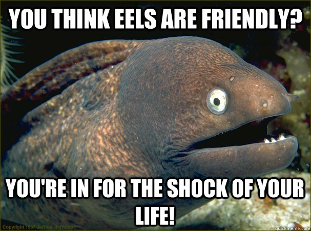 You think eels are friendly? You're in for the SHOCK of your life! - You think eels are friendly? You're in for the SHOCK of your life!  Bad Joke Eel