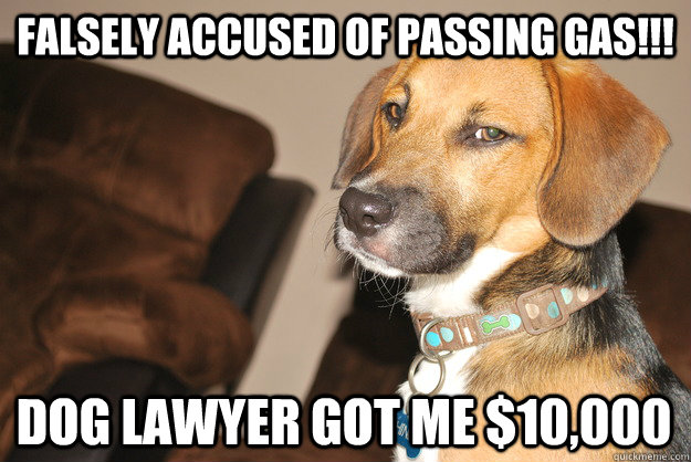 Falsely accused of passing gas!!! Dog lawyer got me $10,000 - Falsely accused of passing gas!!! Dog lawyer got me $10,000  Mischievous pup!