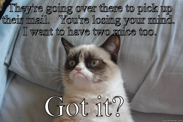 THEY'RE GOING OVER THERE TO PICK UP THEIR MAIL.   YOU'RE LOSING YOUR MIND.  I WANT TO HAVE TWO MICE TOO. GOT IT?  Grumpy Cat