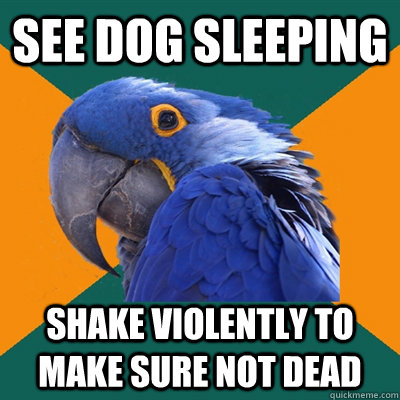 see dog sleeping shake violently to make sure not dead  Paranoid Parrot