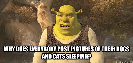  Why does everybody post pictures of their dogs and cats sleeping?  Confused Shrek