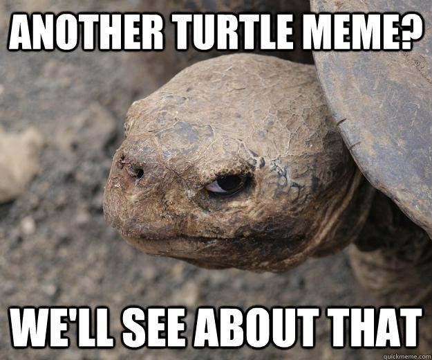 Another turtle meme? we'll see about that  Angry Turtle