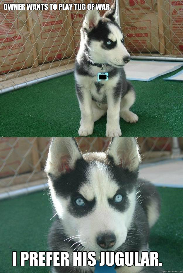 Owner wants to play tug of war.  I prefer his jugular.   Insanity puppy