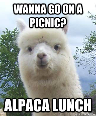 Wanna go on a picnic? Alpaca lunch  