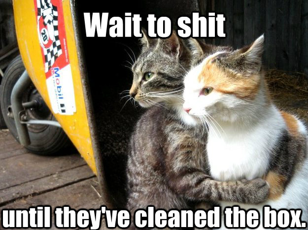 until they've cleaned the box. Wait to shit  Restraining Cat