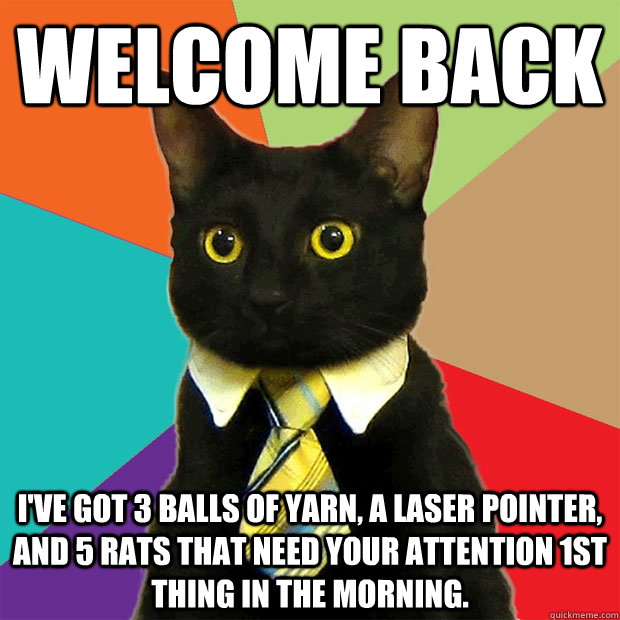 Welcome back I've got 3 balls of yarn, a laser pointer, and 5 rats that need your attention 1st thing in the morning. - Welcome back I've got 3 balls of yarn, a laser pointer, and 5 rats that need your attention 1st thing in the morning.  Business Cat